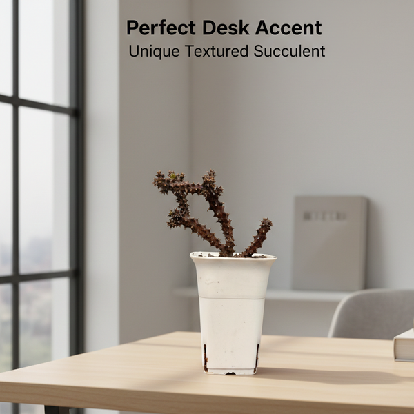 Edithcolea grandis-star cactus flower