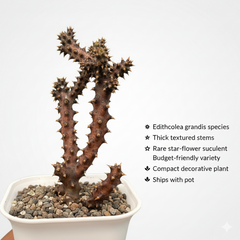 Edithcolea grandis-star cactus flower