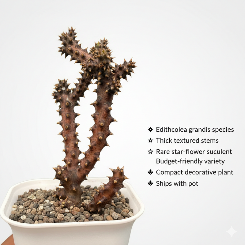 Edithcolea grandis-star cactus flower