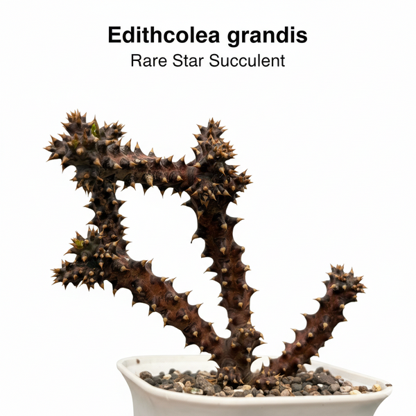 Edithcolea grandis-star cactus flower