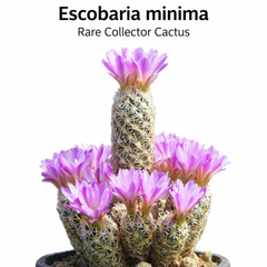 Escoberia menima