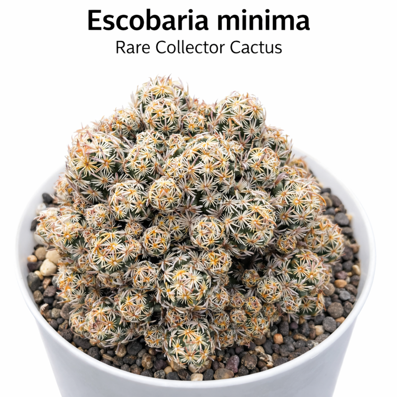 Escoberia menima