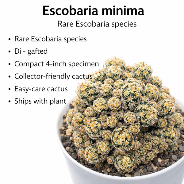 Escoberia menima