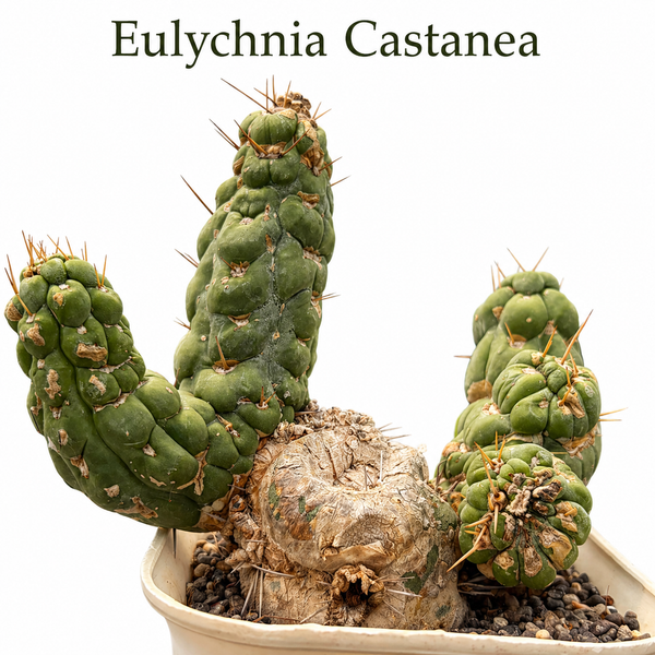 eulychnia castanea