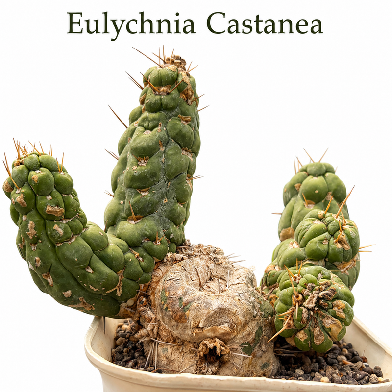 eulychnia castanea