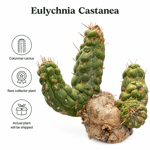eulychnia castanea