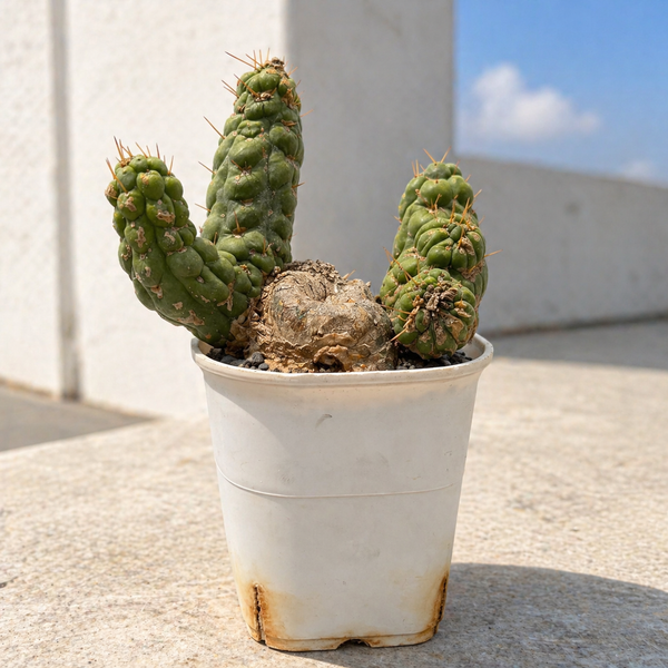 eulychnia castanea
