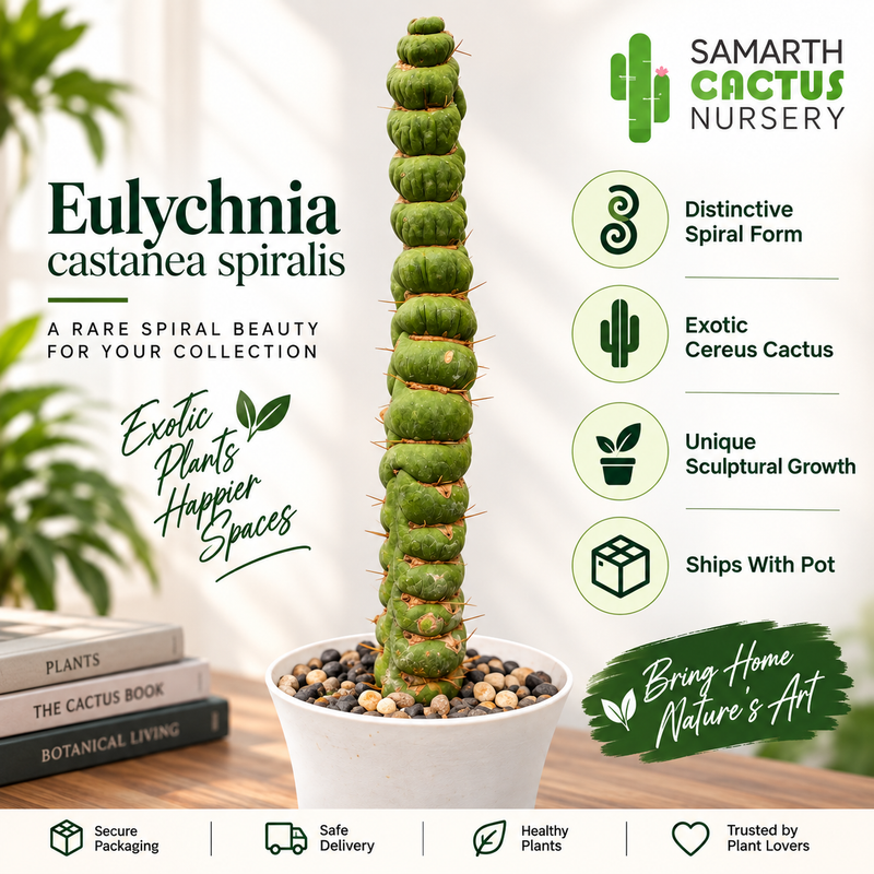 Eulychnia castanea