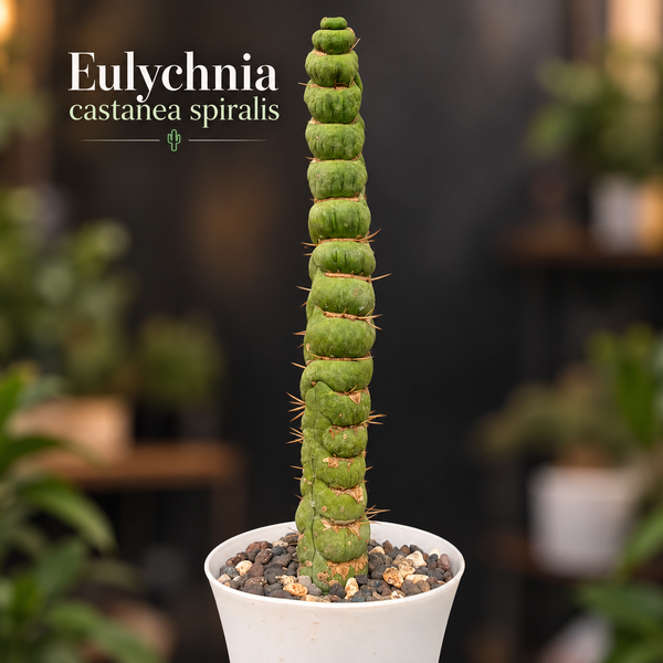 Eulychnia castanea