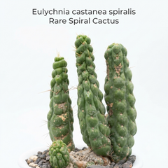 Eulychnia castanea