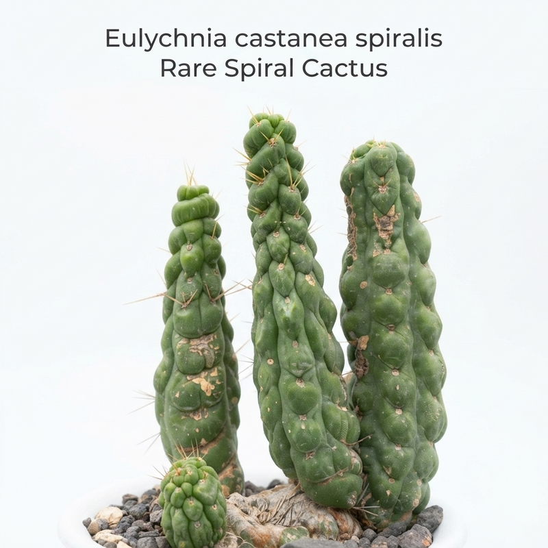 Eulychnia castanea