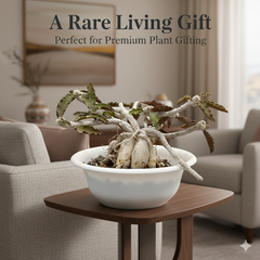 Euphorbia Ambovombensis Exotica