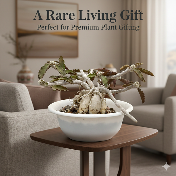 Euphorbia Ambovombensis Exotica