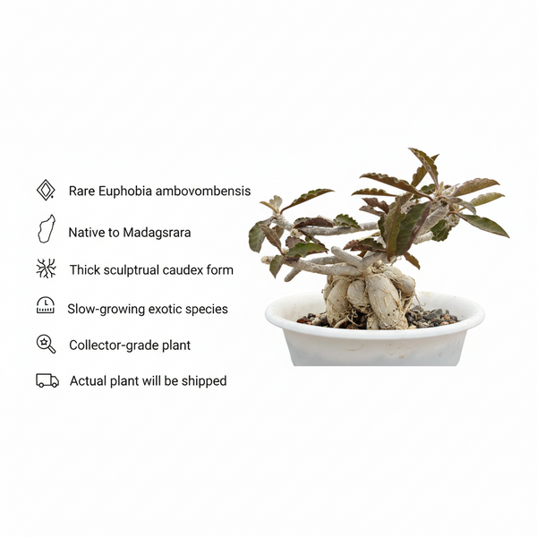 Euphorbia Ambovombensis Exotica