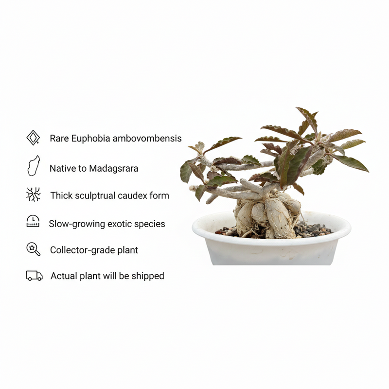 Euphorbia Ambovombensis Exotica