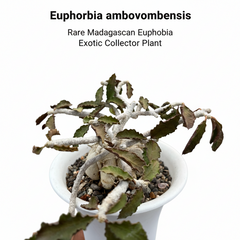 Euphorbia Ambovombensis Exotica