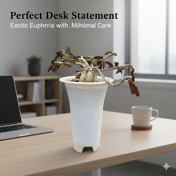 Euphorbia Ambovombensis Exotica