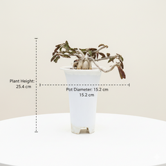 Euphorbia Ambovombensis Exotica