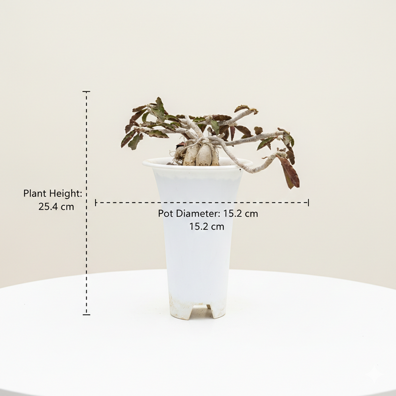 Euphorbia Ambovombensis Exotica