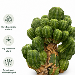 Euphorbia fruticosa inermis
