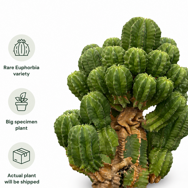 Euphorbia fruticosa inermis