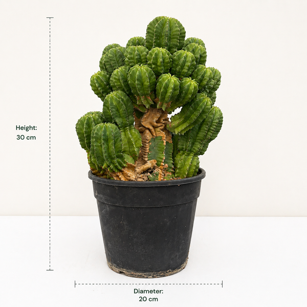 Euphorbia fruticosa inermis