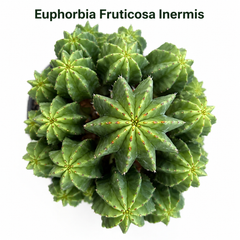 Euphorbia fruticosa inermis