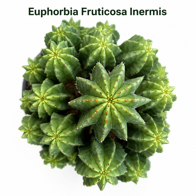 Euphorbia fruticosa inermis