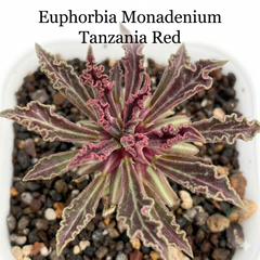 Euphorbia Monadenium tanzania red