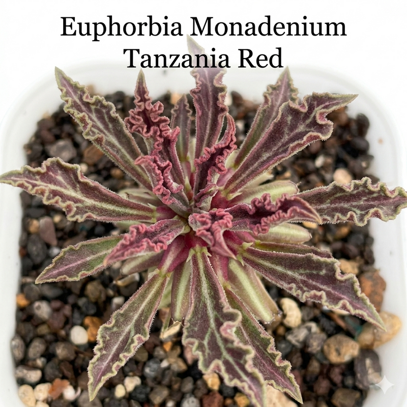 Euphorbia Monadenium tanzania red