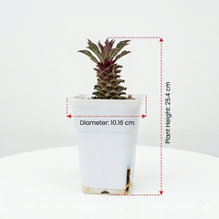 Euphorbia Monadenium tanzania red