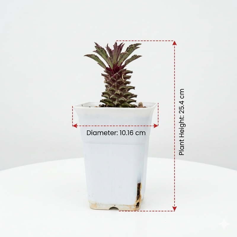 Euphorbia Monadenium tanzania red
