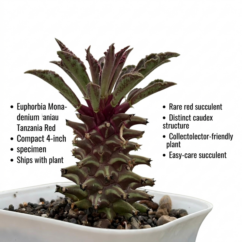 Euphorbia Monadenium tanzania red