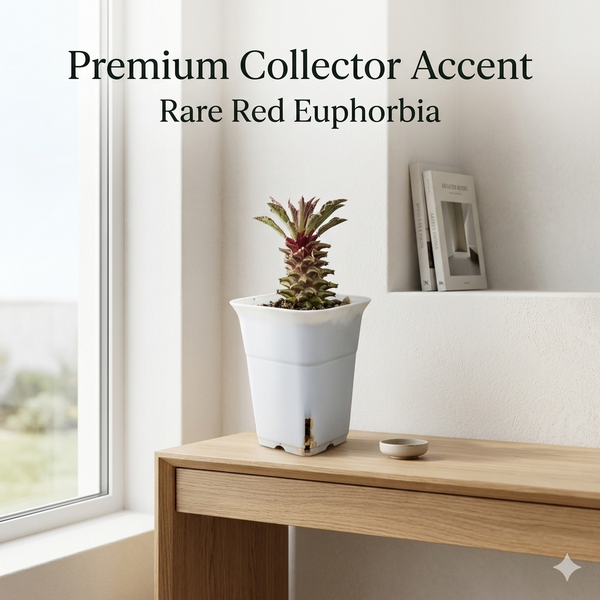 Euphorbia Monadenium tanzania red