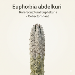Euphorbia abdelkuri