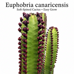 Euphorbia canarinsis