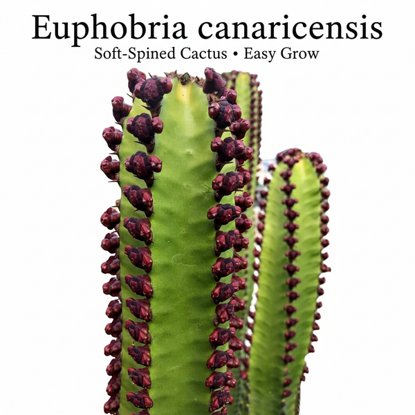 Euphorbia canarinsis