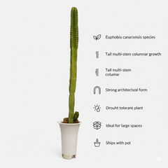 Euphorbia canarinsis