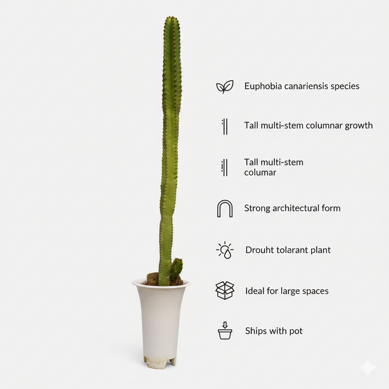 Euphorbia canarinsis