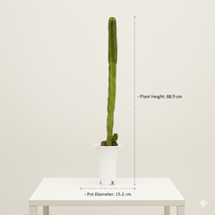 Euphorbia canarinsis