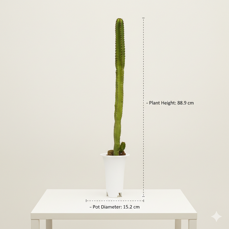 Euphorbia canarinsis