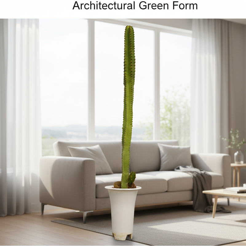 Euphorbia canarinsis