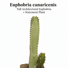 Euphorbia canarinsis