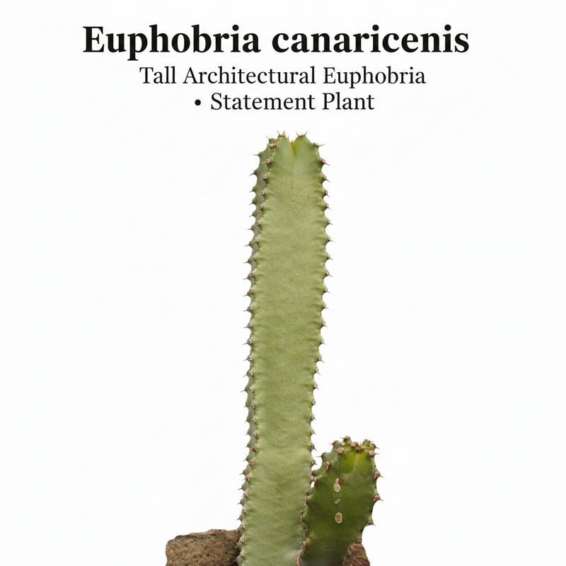 Euphorbia canarinsis
