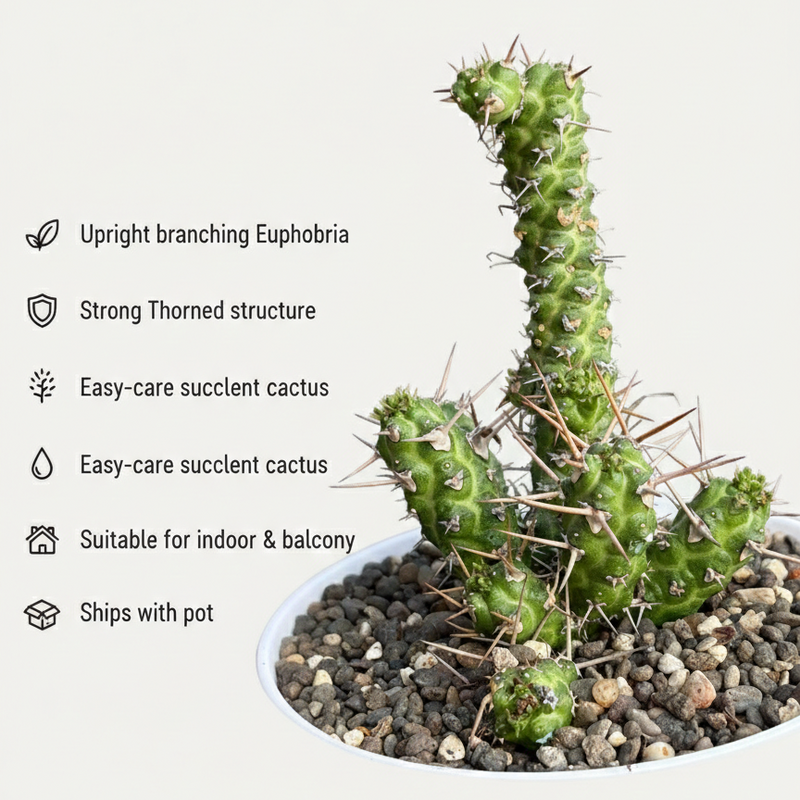 Euphorbia ellenbeckii