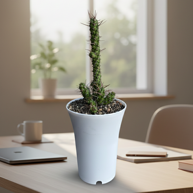 Euphorbia ellenbeckii