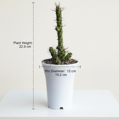 Euphorbia ellenbeckii