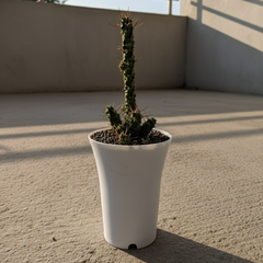 Euphorbia ellenbeckii