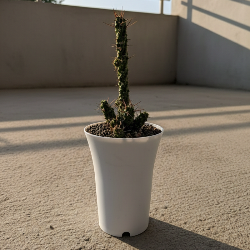 Euphorbia ellenbeckii