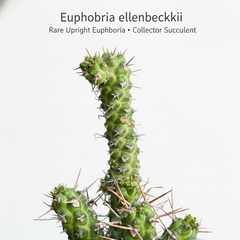 Euphorbia ellenbeckii